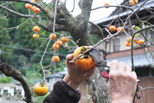果実の収穫のお手伝い